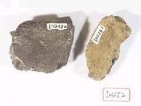 藏品(下顎部份)的圖片